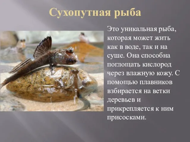 Сухопутная рыба Это уникальная рыба, которая может жить как в воде, так и