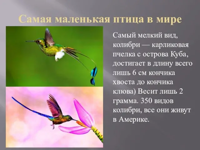 Самая маленькая птица в мире Самый мелкий вид, колибри —