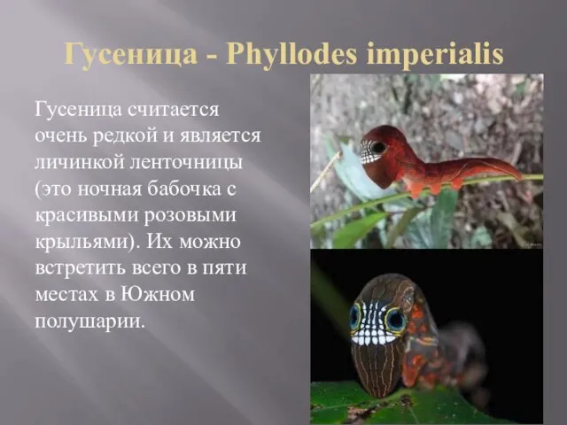 Гусеница - Phyllodes imperialis Гусеница считается очень редкой и является личинкой ленточницы (это
