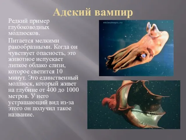 Адский вампир Редкий пример глубоководных моллюсков. Питается мелкими ракообразными. Когда
