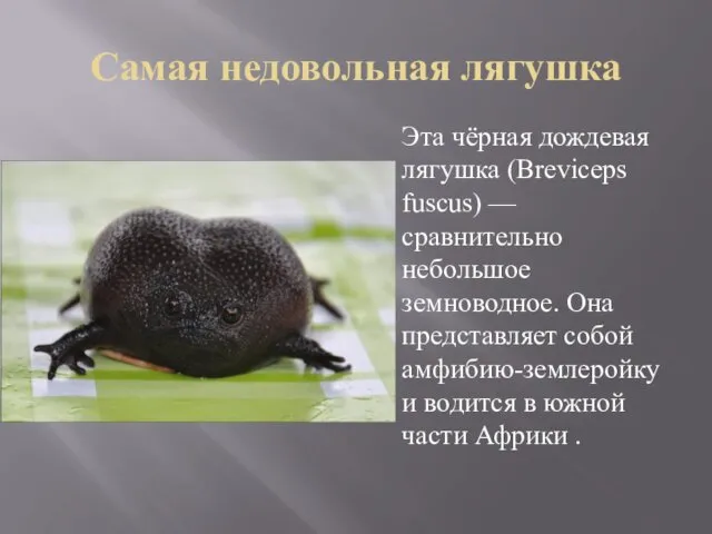 Самая недовольная лягушка Эта чёрная дождевая лягушка (Breviceps fuscus) — сравнительно небольшое земноводное.