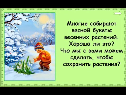 Многие собирают весной букеты весенних растений. Хорошо ли это? Что