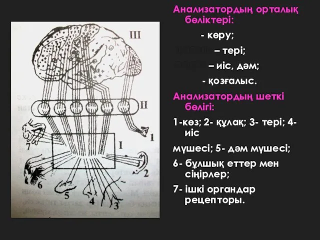 Анализатордың орталық бөліктері: . . . . . - көру;