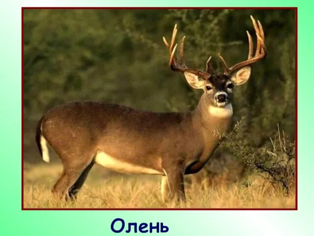 Олень