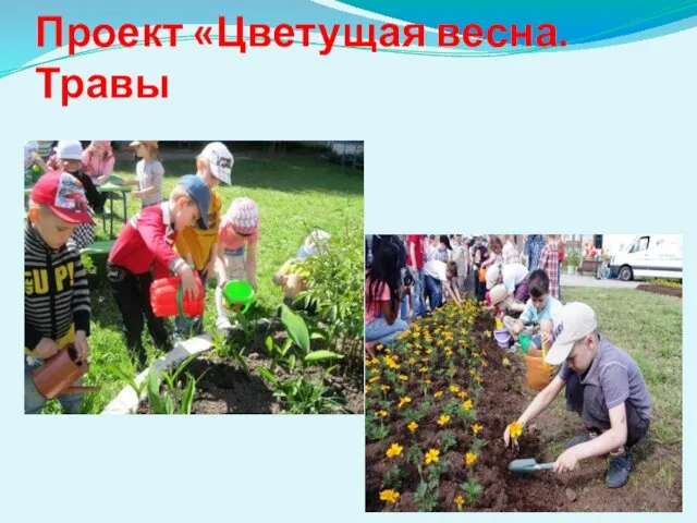 Проект «Цветущая весна. Травы