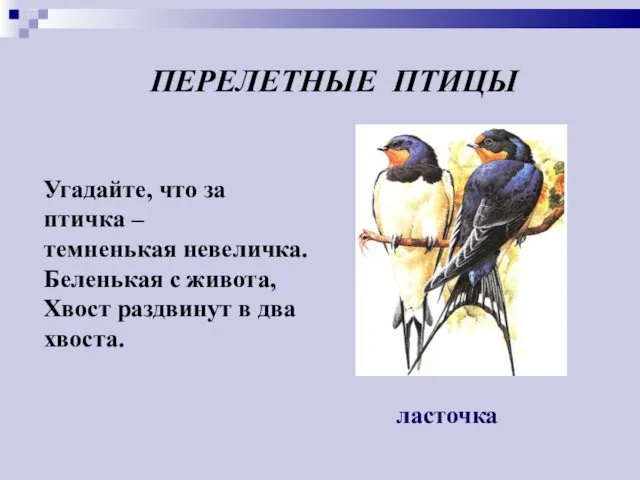 Угадайте, что за птичка – темненькая невеличка. Беленькая с живота,