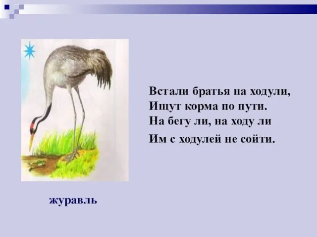 Встали братья на ходули, Ищут корма по пути. На бегу