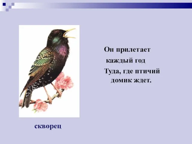 Он прилетает каждый год Туда, где птичий домик ждет. скворец