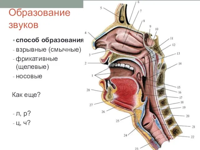 способ образования взрывные (смычные) фрикативные (щелевые) носовые Как еще? л, р? ц, ч? Образование звуков