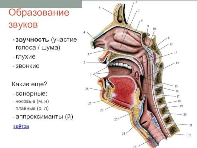 звучность (участие голоса / шума) глухие звонкие Какие еще? сонорные: