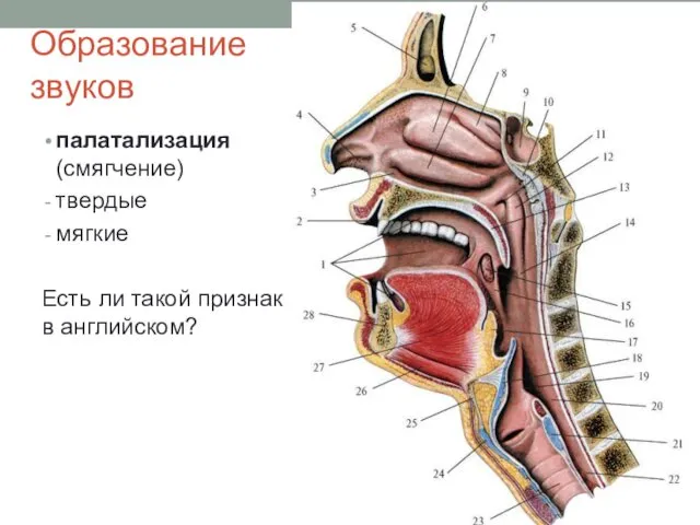 палатализация (смягчение) твердые мягкие Есть ли такой признак в английском? Образование звуков