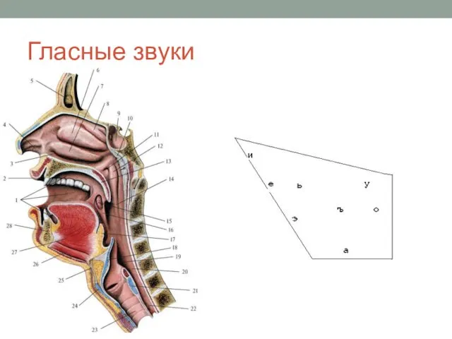 Гласные звуки