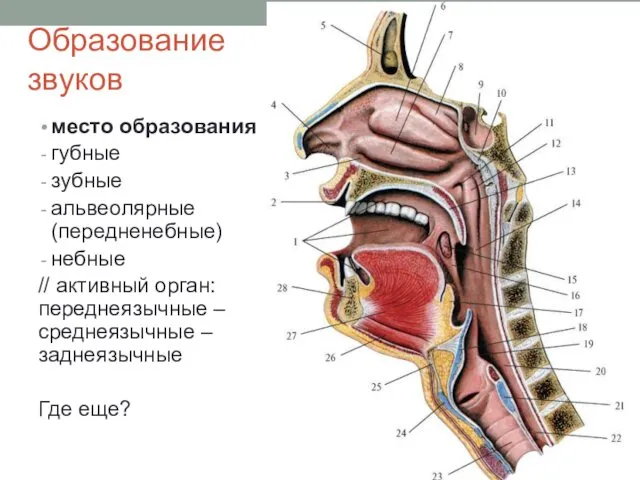 Образование звуков место образования губные зубные альвеолярные (передненебные) небные //