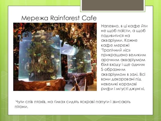Мережа Rainforest Cafe Напевно, в ці кафе йти не щоб