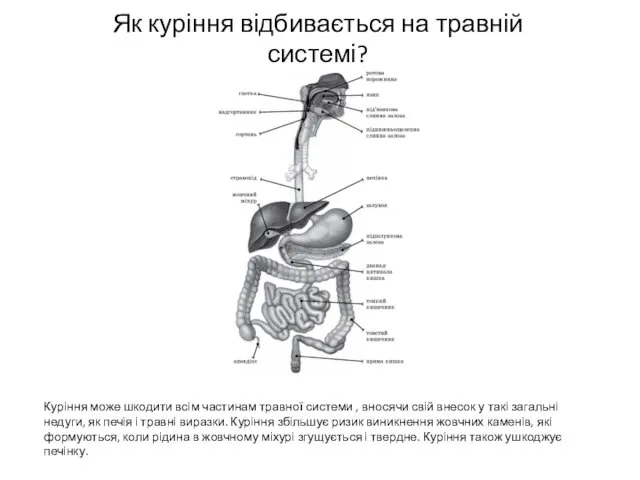 Як куріння відбивається на травній системі? Куріння може шкодити всім