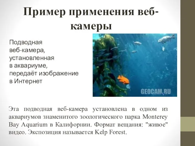 Пример применения веб-камеры Подводная веб-камера, установленная в аквариуме, передаёт изображение