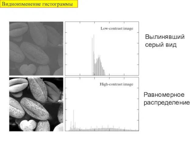 Вылинявший серый вид Равномерное распределение Видноизменение гистограммы