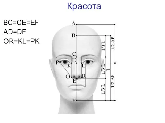 Красота ВС=СЕ=EF AD=DF OR=KL=PK