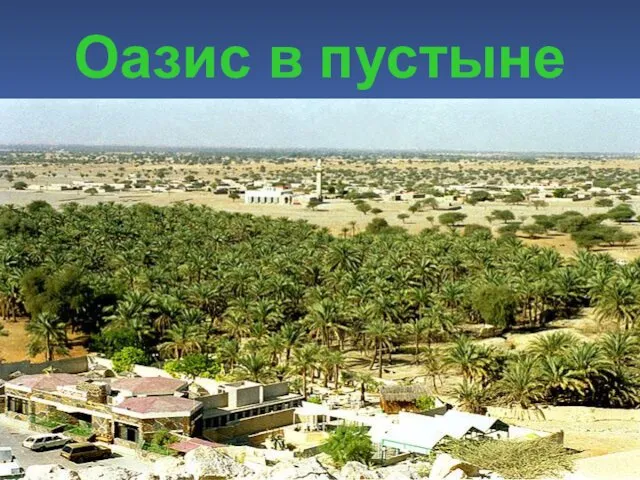 Оазис в пустыне