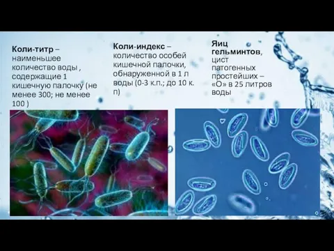 Коли-титр – наименьшее количество воды , содержащие 1 кишечную палочку