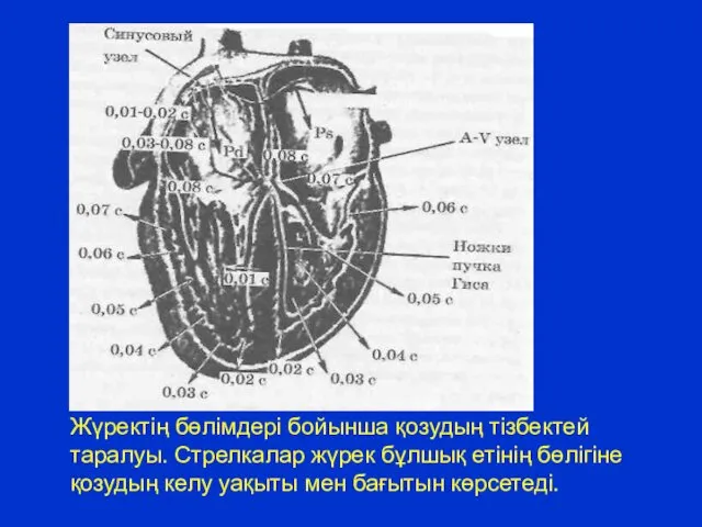 Жүректің бөлімдері бойынша қозудың тізбектей таралуы. Стрелкалар жүрек бұлшық етінің