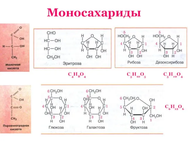 Моносахариды С4Н8О4 С5Н10О5 С5Н10О4 С6Н12О6