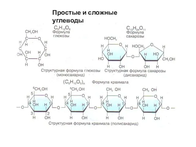 Простые и сложные углеводы