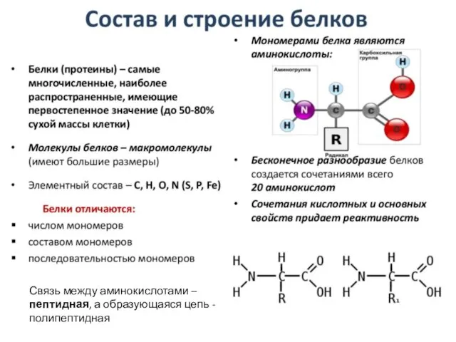 Связь между аминокислотами – пептидная, а образующаяся цепь - полипептидная