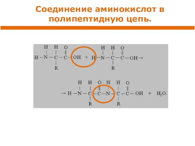 Соединение аминокислот в полипептидную цепь.