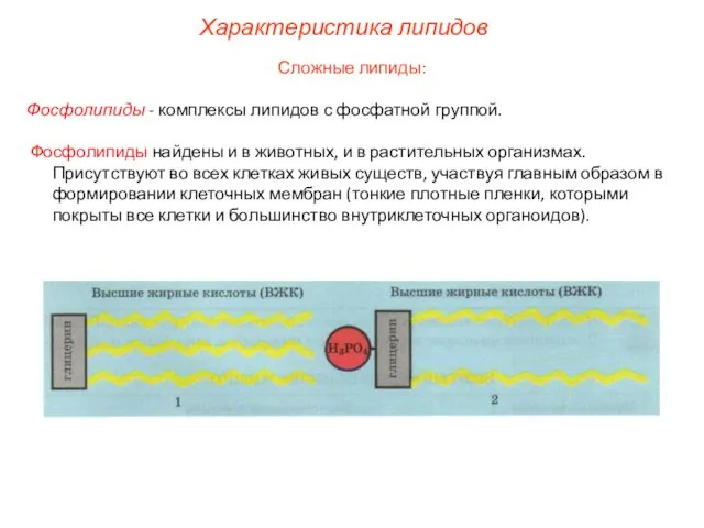 Характеристика липидов Сложные липиды: Фосфолипиды - комплексы липидов с фосфатной