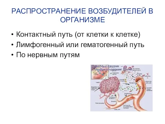 РАСПРОСТРАНЕНИЕ ВОЗБУДИТЕЛЕЙ В ОРГАНИЗМЕ Контактный путь (от клетки к клетке)