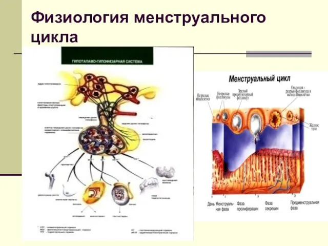 Физиология менструального цикла