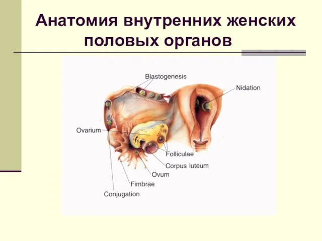 Анатомия внутренних женских половых органов