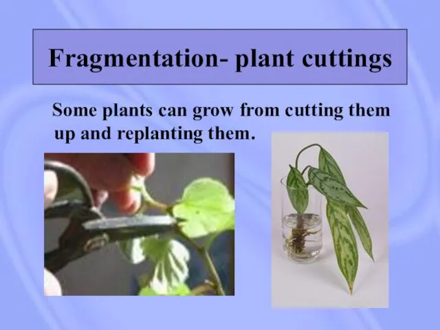 Fragmentation- plant cuttings Some plants can grow from cutting them up and replanting them.