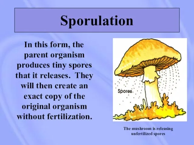 Sporulation In this form, the parent organism produces tiny spores