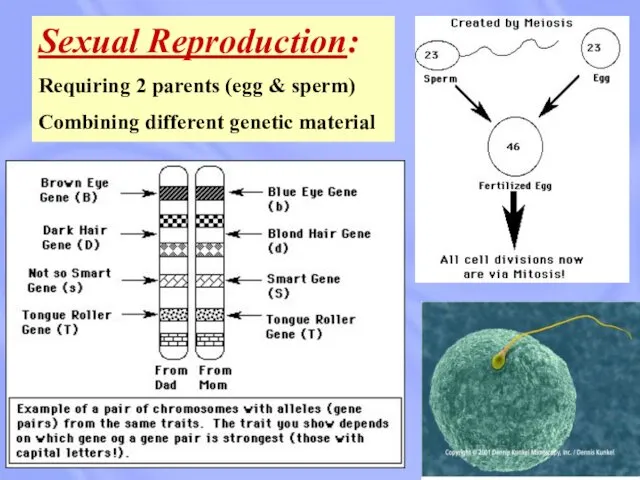 Sexual Reproduction: Requiring 2 parents (egg & sperm) Combining different genetic material