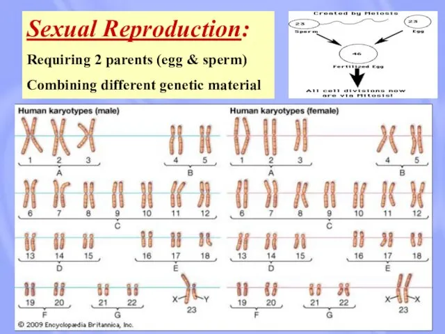 Sexual Reproduction: Requiring 2 parents (egg & sperm) Combining different genetic material