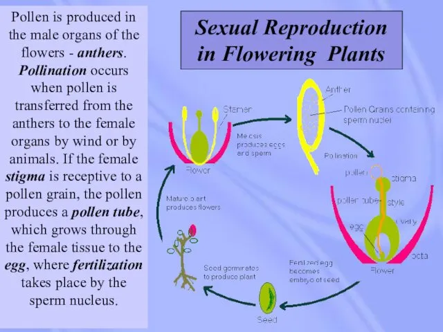 Pollen is produced in the male organs of the flowers