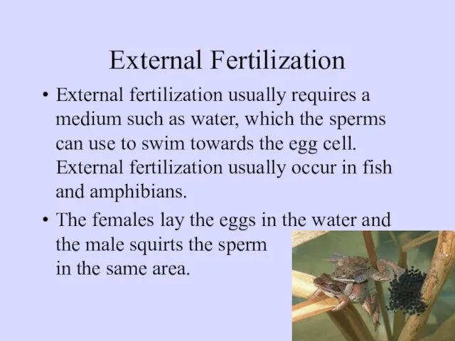 External Fertilization External fertilization usually requires a medium such as