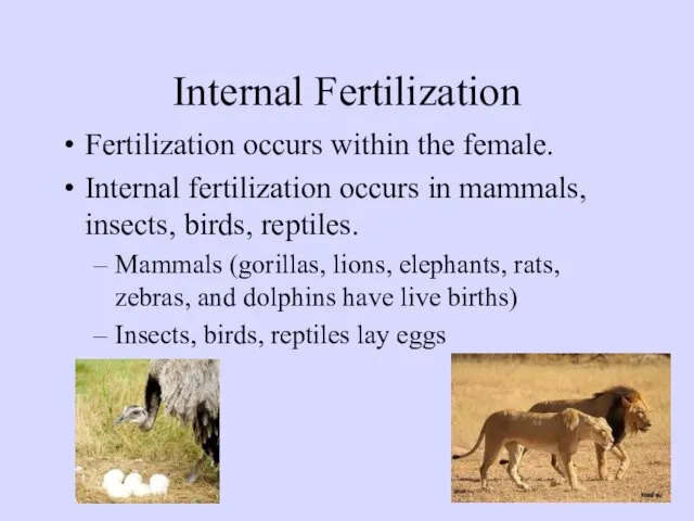 Internal Fertilization Fertilization occurs within the female. Internal fertilization occurs