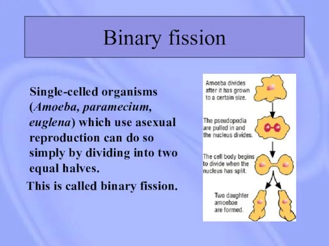 Binary fission Single-celled organisms (Amoeba, paramecium, euglena) which use asexual