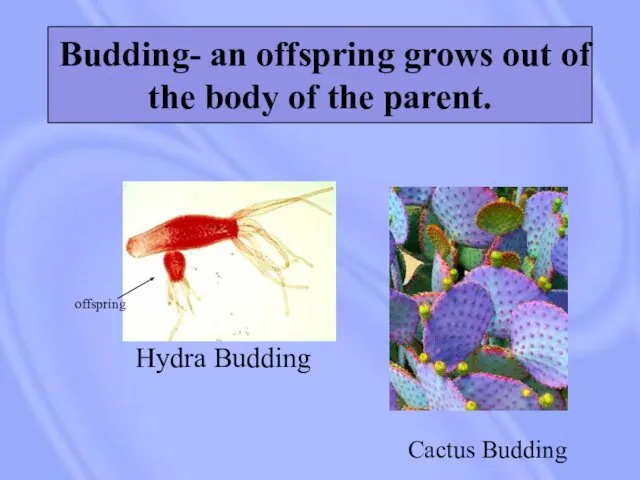 Budding- an offspring grows out of the body of the parent. Hydra Budding offspring Cactus Budding