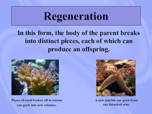 Regeneration In this form, the body of the parent breaks