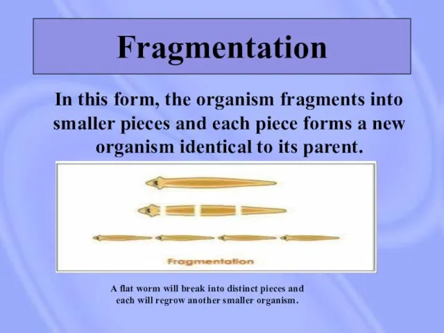 Fragmentation In this form, the organism fragments into smaller pieces