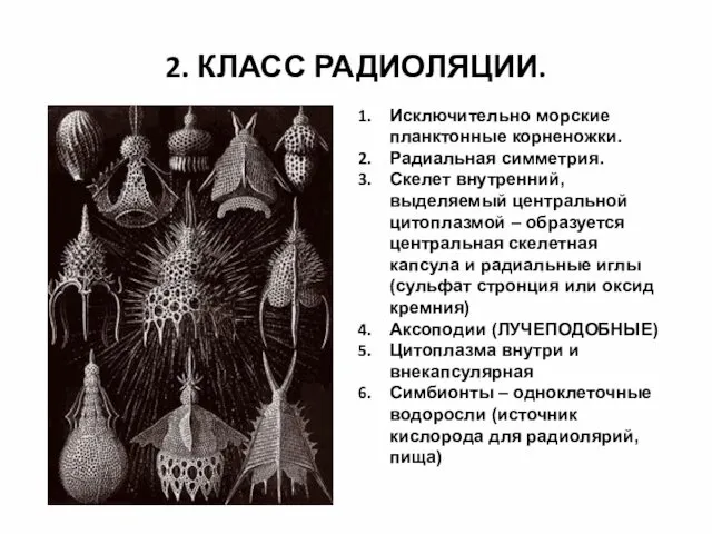 2. КЛАСС РАДИОЛЯЦИИ. Исключительно морские планктонные корненожки. Радиальная симметрия. Скелет внутренний, выделяемый центральной