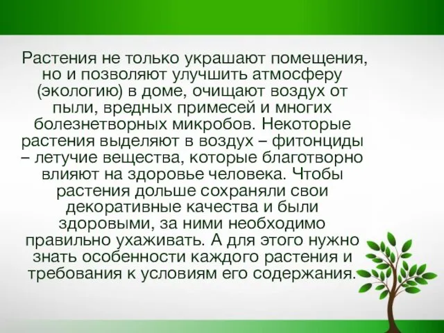 Растения не только украшают помещения, но и позволяют улучшить атмосферу