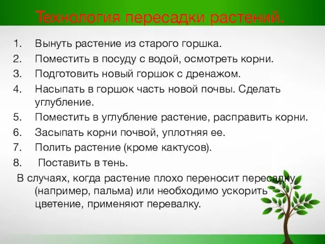 Технология пересадки растений. Вынуть растение из старого горшка. Поместить в