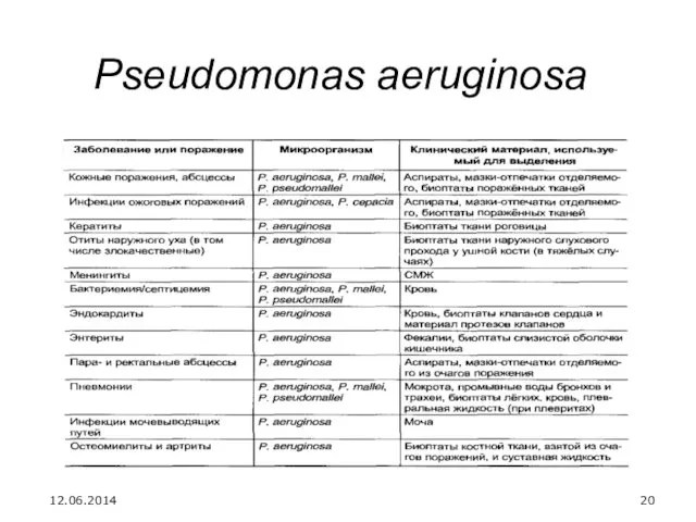 Pseudomonas aeruginosa 12.06.2014