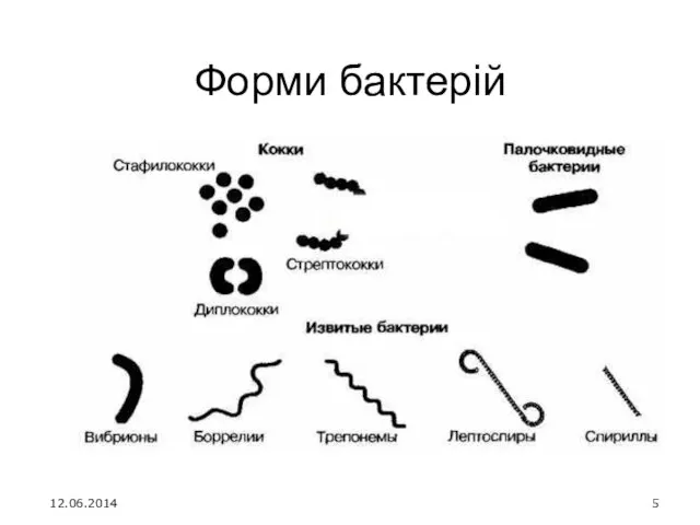 Форми бактерій 12.06.2014