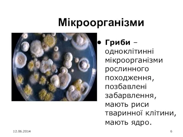 Мікроорганізми Гриби – одноклітинні мікроорганізми рослинного походження, позбавлені забарвлення, мають риси тваринної клітини, мають ядро. 12.06.2014